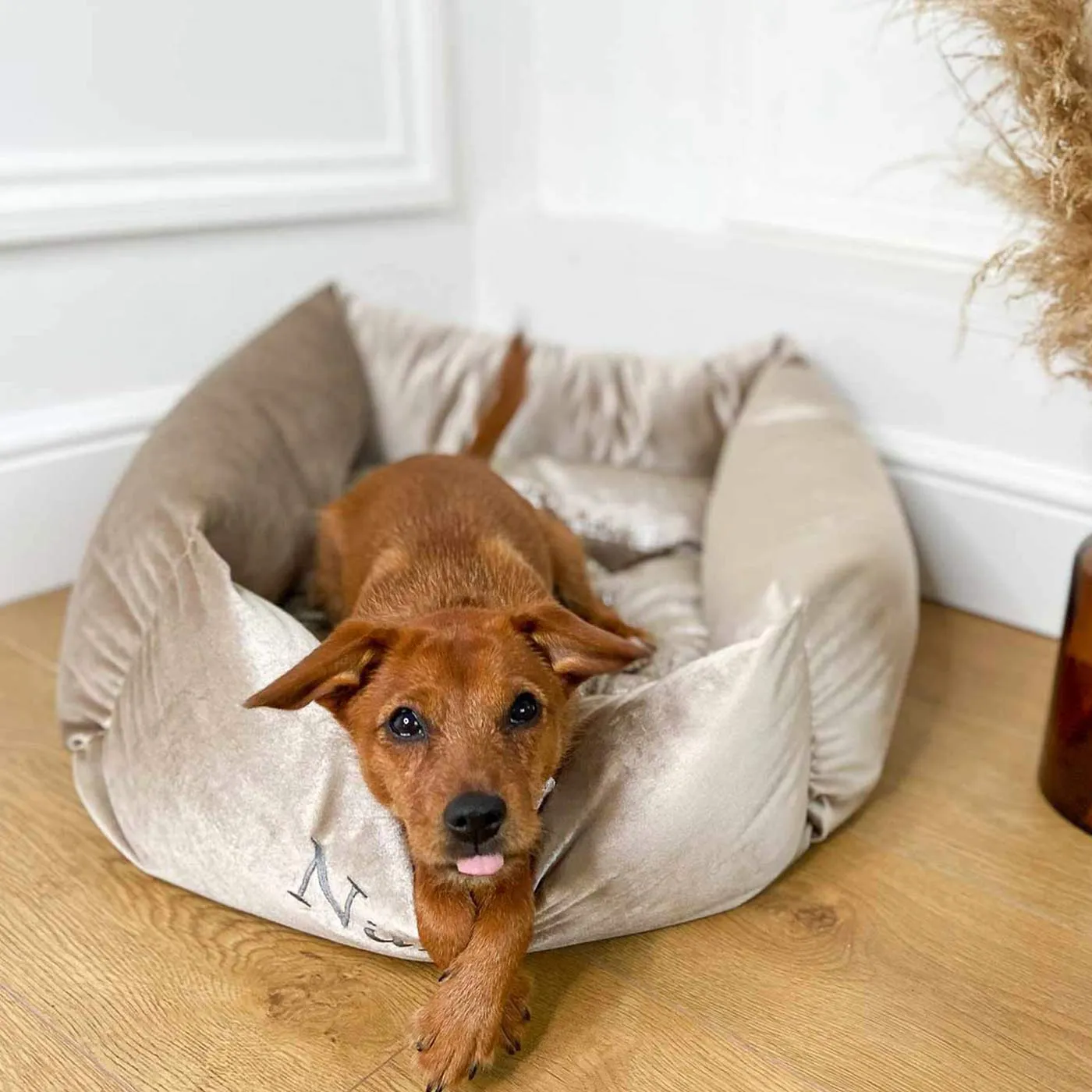 Box Bed For Dogs in Mushroom Velvet by Lords & Labradors