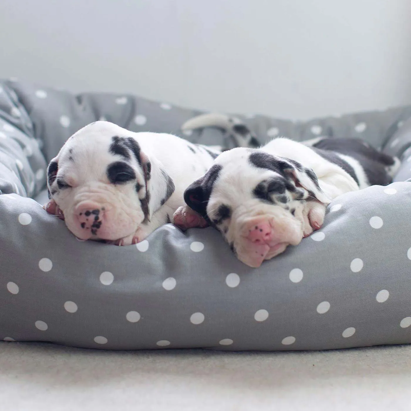 Box Bed With Removable Covers in Grey Spot by Lords & Labradors