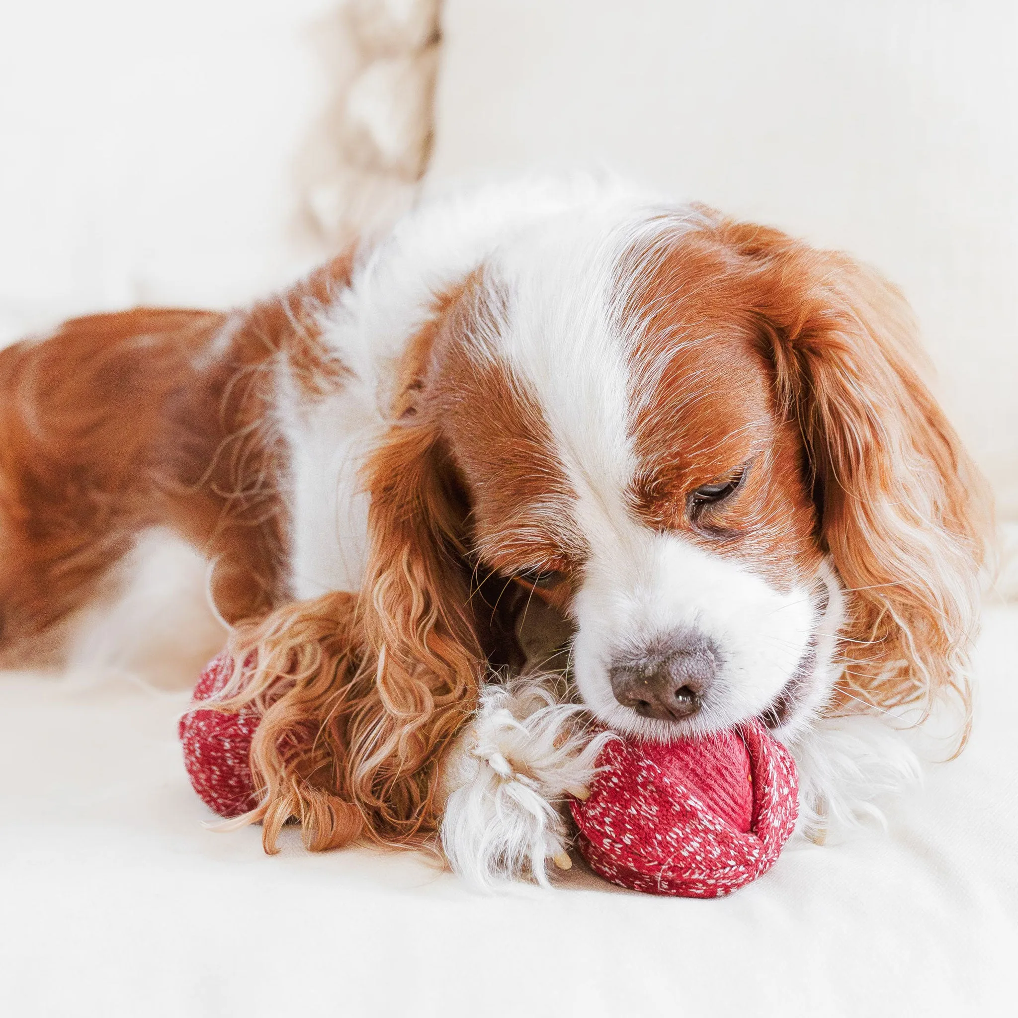 Lambwolf Cherry Pops Dog Toys - Red